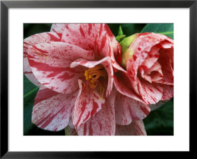 Camellia Betty Foy Sanders Shrub by Mark Bolton Pricing Limited Edition Print image