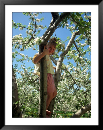 Girl In Tree In Apple Orchard, Glastonbury, Ct by Kindra Clineff Pricing Limited Edition Print image