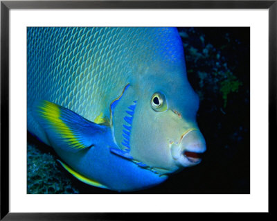 Large Blue Angelfish by Larry Lipsky Pricing Limited Edition Print image