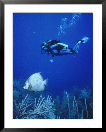 Scuba Diver Near Tropical Fish Underwater by Wayne Brown Pricing Limited Edition Print image