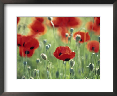 Papaver Commutatum Ladybird, Close-Up Of Red Flowers And Buds by Hemant Jariwala Pricing Limited Edition Print image
