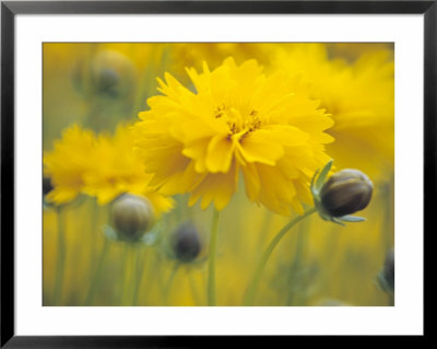 Coreopsis Grandiflorafield Giant (Tickseed) by Hemant Jariwala Pricing Limited Edition Print image