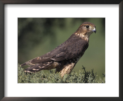 Merlin, Falco Columbarius by Russell Burden Pricing Limited Edition Print image