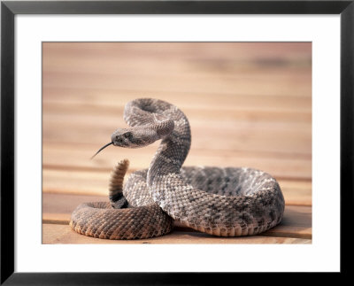 Prairie Rattlesnake (Crotalus Viridis Viridis) by Wiley & Wales Pricing Limited Edition Print image