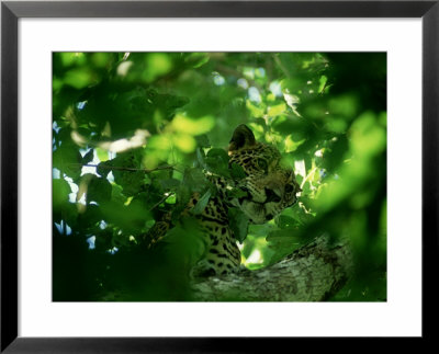 Wild Jaguar, Yucatan Peninsula, Mexico by Patricio Robles Gil Pricing Limited Edition Print image