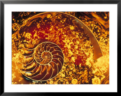 Nautilus, Abstract by Josh Mitchell Pricing Limited Edition Print image