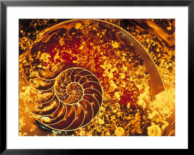 Nautilus, Abstract by Josh Mitchell Pricing Limited Edition Print image