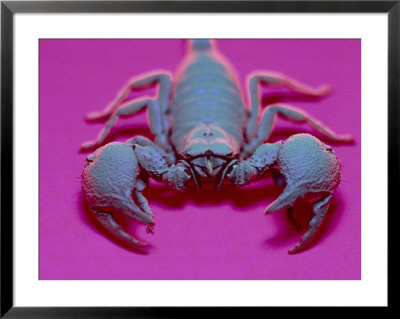 Emperor Scorpion Under Uv Light, Africa by David M. Dennis Pricing Limited Edition Print image