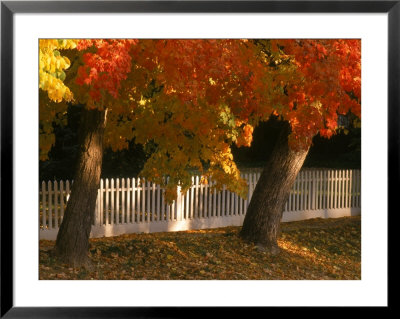 Fall Leaves And White Fence, Nevada City, Ca by Frank Pedrick Pricing Limited Edition Print image