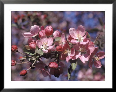 Close-Up Of Apple Blossoms by Bill Bonebrake Pricing Limited Edition Print image