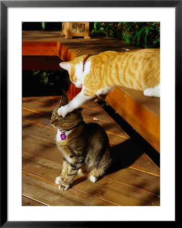 Two Cats Playing In Garden by Robert Marien Pricing Limited Edition Print image
