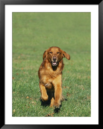 Golden Retriever Running Towards You On Grass by David Davis Pricing Limited Edition Print image