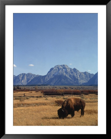 Bison In A Meadow, Jackson Hole, Wy by Allen Russell Pricing Limited Edition Print image