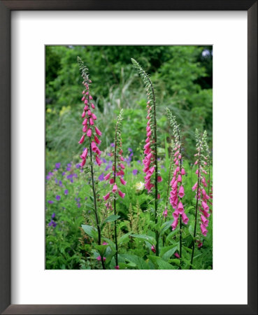Striking Spires Of Purple/Pink Flowers Of Digitalis Purphrea, The Common Foxglove by Ron Evans Pricing Limited Edition Print image