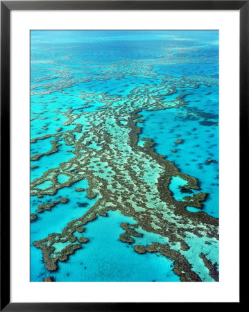 Great Barrier Reef, Queensland, Australia by Peter Walton Pricing Limited Edition Print image