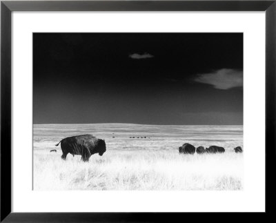 Buffalo Grazing, Buffalo Gap Nat Grassland, Sd by John Glembin Pricing Limited Edition Print image