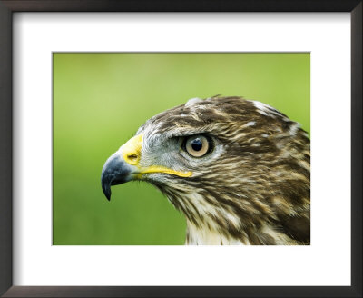Common Buzzard, Profile Portait, Uk by Mike Powles Pricing Limited Edition Print image