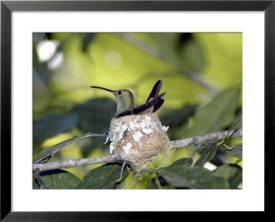 Rufous-Tailed Hummingbird, Female On Its Nest Incubating, Clearings And Gardens, Costa Rica by Michael Fogden Pricing Limited Edition Print image