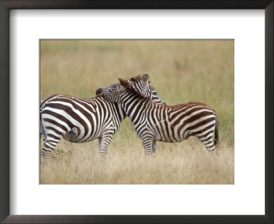 Burchell's Zebras, Serengeti, Tanzania by Elizabeth Delaney Pricing Limited Edition Print image