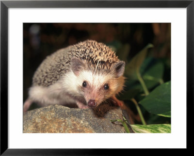 African Pygmy Hedgehog by Frank Siteman Pricing Limited Edition Print image