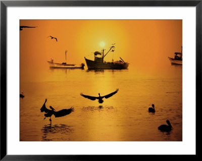 Pelicans And Fishing Boats, Cairns, Australia by Jacob Halaska Pricing Limited Edition Print image