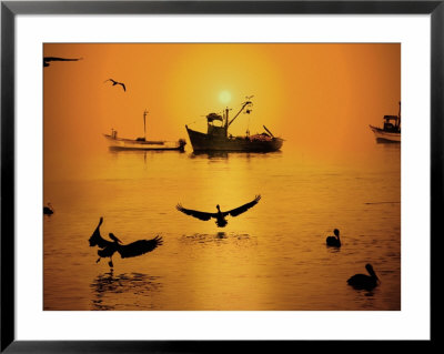 Pelicans And Fishing Boats, Cairns, Australia by Jacob Halaska Pricing Limited Edition Print image