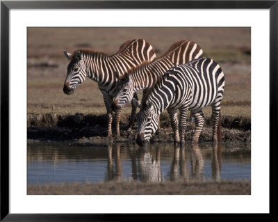 Burchell's Zebra, Equus Burchelli, Tanzania by Robert Franz Pricing Limited Edition Print image