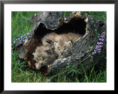 Lynx Kittens, Lynx Canadensis, Mt by Robert Franz Pricing Limited Edition Print image