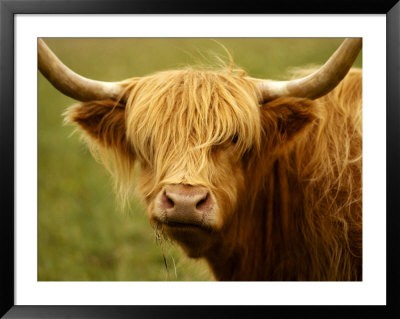 Long-Haired Cow, Scottish Highlands by Robert Houser Pricing Limited Edition Print image
