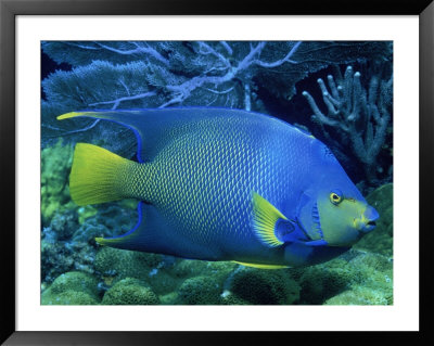 Queen Angelfish by Larry Lipsky Pricing Limited Edition Print image