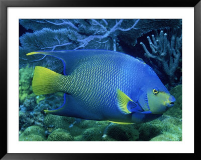 Queen Angelfish by Larry Lipsky Pricing Limited Edition Print image