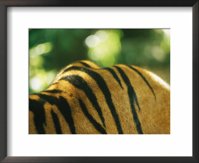 Sumatran Tiger Back And Shoulder Stripes by Jason Edwards Pricing Limited Edition Print image