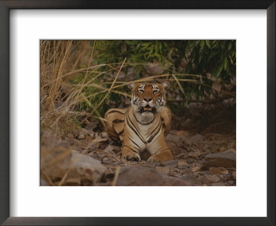 A Bengal Tiger At Attention by Jason Edwards Pricing Limited Edition Print image