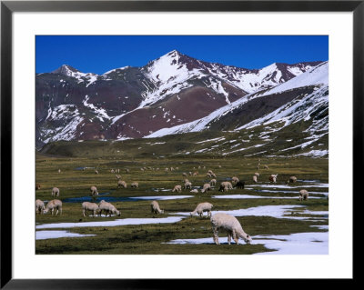 Alpaca Herd Grazing Quebrada Surapampa Valley Near Laguna Ausangatecocha, Cuzco, Peru by Grant Dixon Pricing Limited Edition Print image