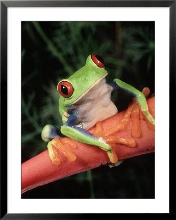 Red-Eyed Tree Frog, Central And South America by Marian Bacon Pricing Limited Edition Print image