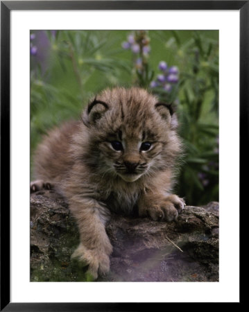 Lynx Kitten In Flowers, Lynx Canadensis by Robert Franz Pricing Limited Edition Print image