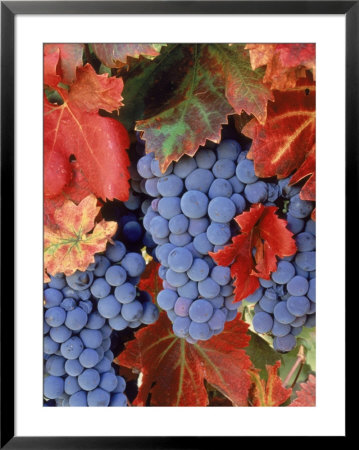 Zinfandel Grapes On Vine With Gold Fall Foliage, Ca by Inga Spence Pricing Limited Edition Print image