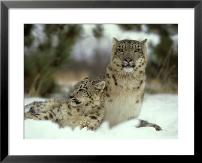 Snow Leopard, Panthera Uncia Female & Cub Himalayas, Afghanistan by Alan And Sandy Carey Pricing Limited Edition Print image