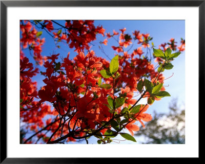 Flowering Tree Branch by Kindra Clineff Pricing Limited Edition Print image