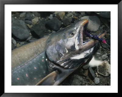 A Fresh-Caught Arctic Char With A Fishing Fly In Its Mouth by Michael Melford Pricing Limited Edition Print image