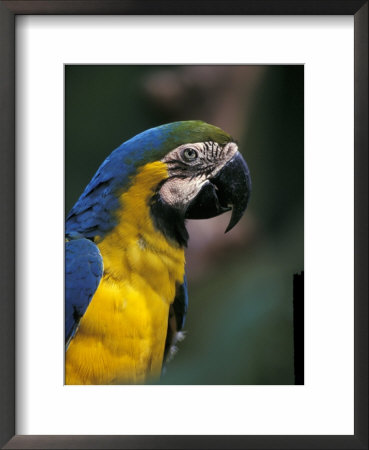Endangered Blue And Gold Macaw, Costa Rica by Stuart Westmoreland Pricing Limited Edition Print image