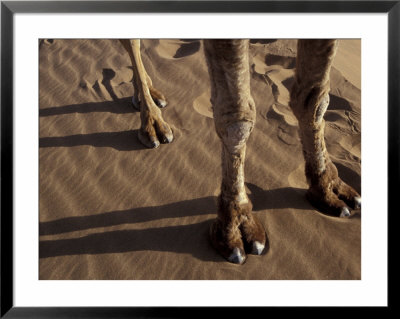 Camel's Feet And Legs, Morocco by John & Lisa Merrill Pricing Limited Edition Print image
