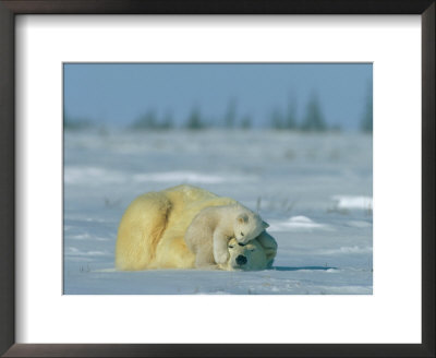 A Polar Bear Cub Rests Soundly Atop Its Mothers Head by Norbert Rosing Pricing Limited Edition Print image