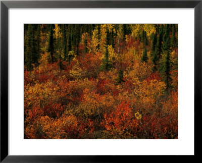 Autumn Foliage Along The Mckenzie River by Raymond Gehman Pricing Limited Edition Print image