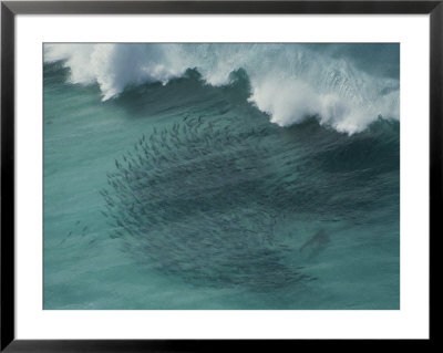 A Shark Guides Migrating Salmon Into The Shallows Off Baxter Cliffs by Sam Abell Pricing Limited Edition Print image