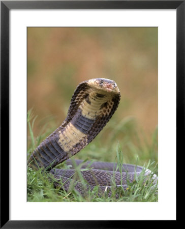 Cobra In Strike Position by Don Grall Pricing Limited Edition Print image