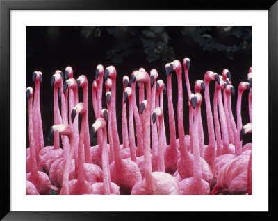 Flock Of Flamingos by Pat Canova Pricing Limited Edition Print image