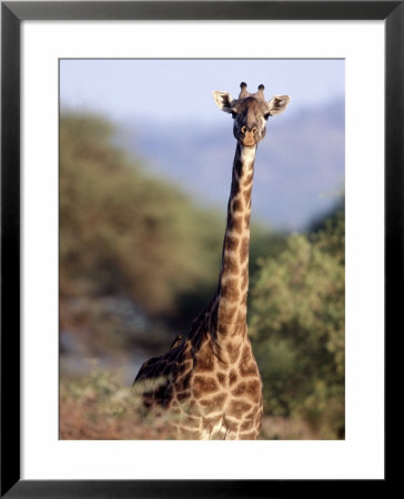 Masai Giraffe, Tarangire National Park, Tanzania by Robert Franz Pricing Limited Edition Print image
