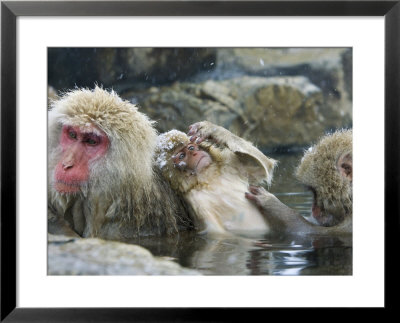 Japanese Macaques Or Snow Monkeys, Three Monkeys In Hot Spring With Infant In The Middle, Japan by Roy Toft Pricing Limited Edition Print image