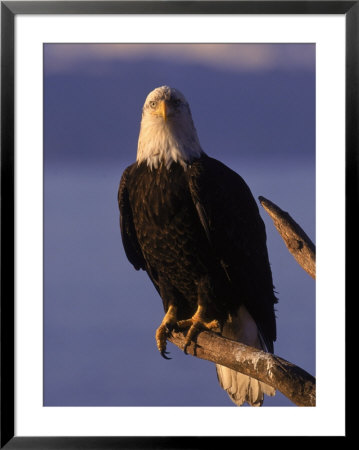 Bald Eagle, Alaska by Lynn M. Stone Pricing Limited Edition Print image